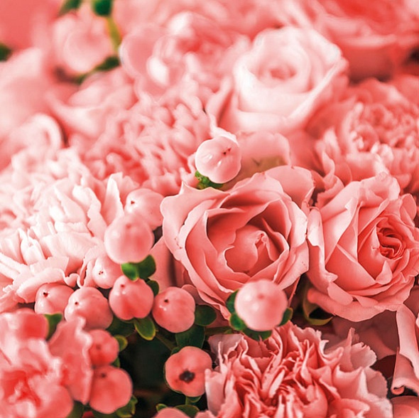 Купоны велюр Coral